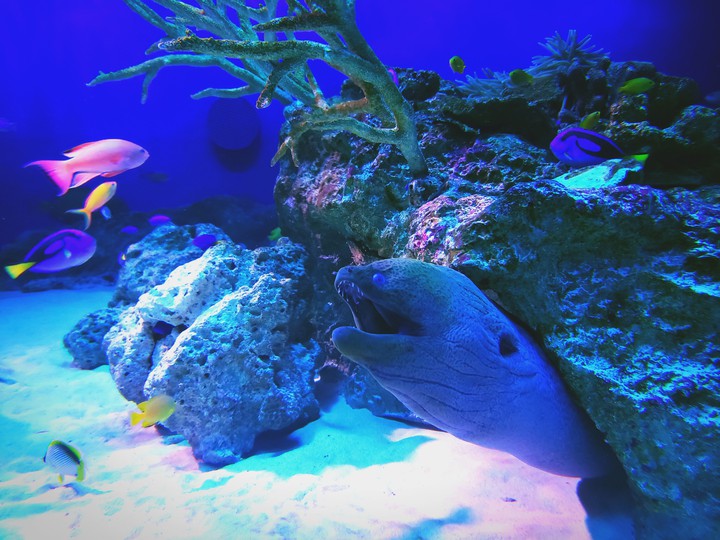 ウツボ