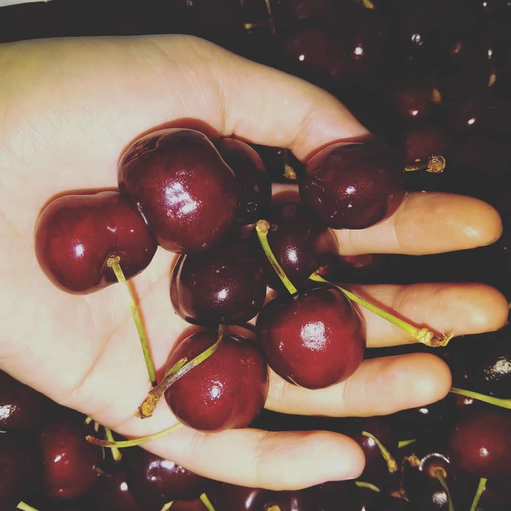 cherry
