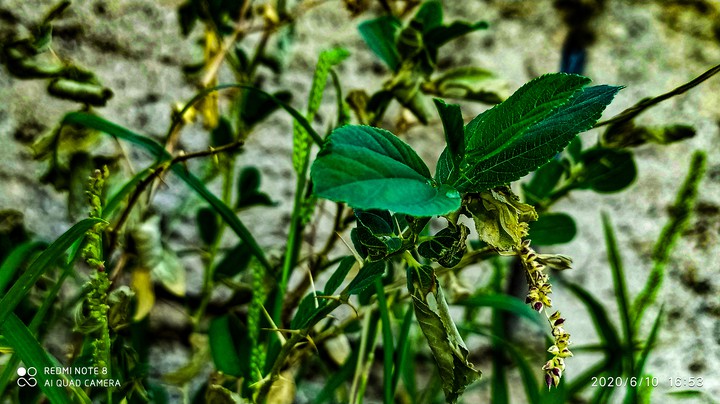 Green plants