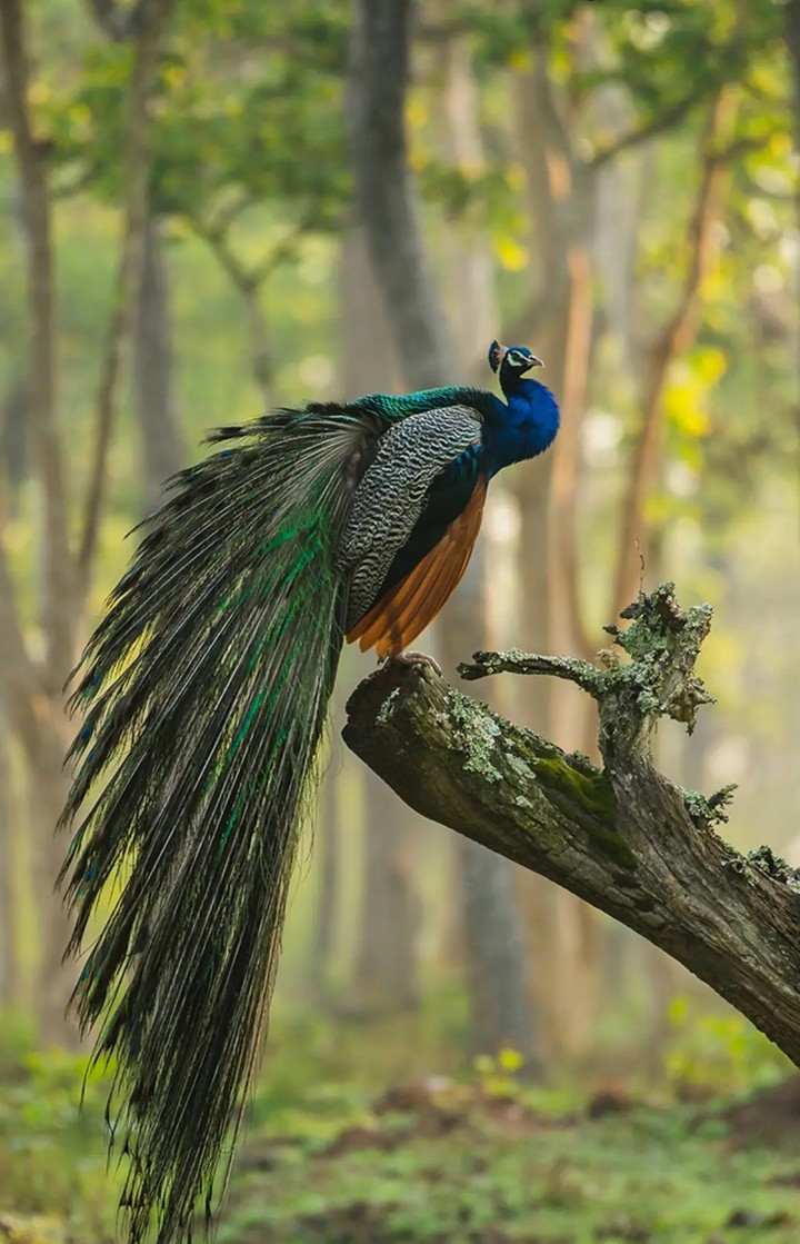 Peacock wings