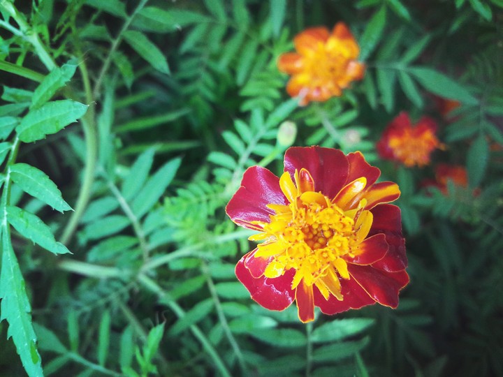 flower