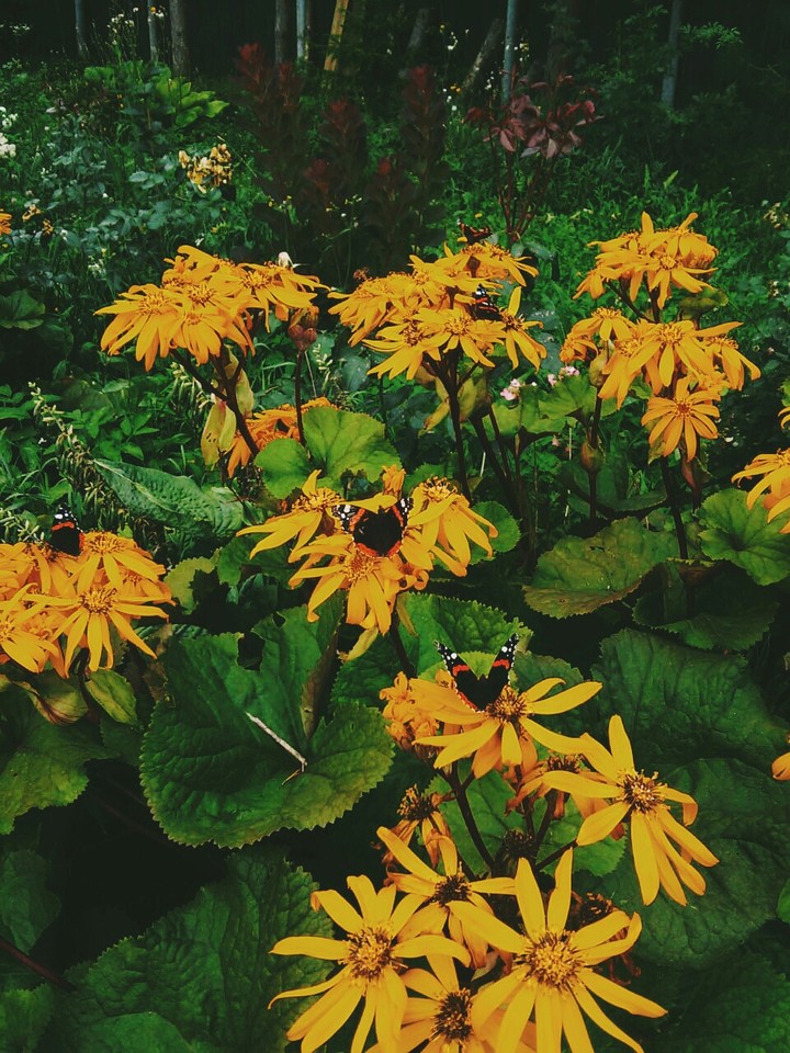 Spring