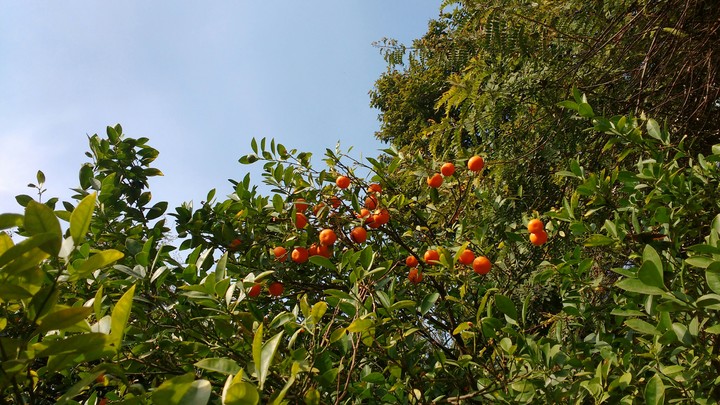 Narangi