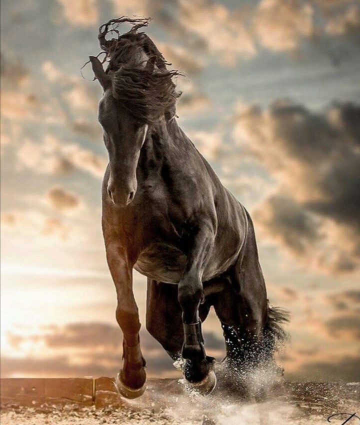 معصومه