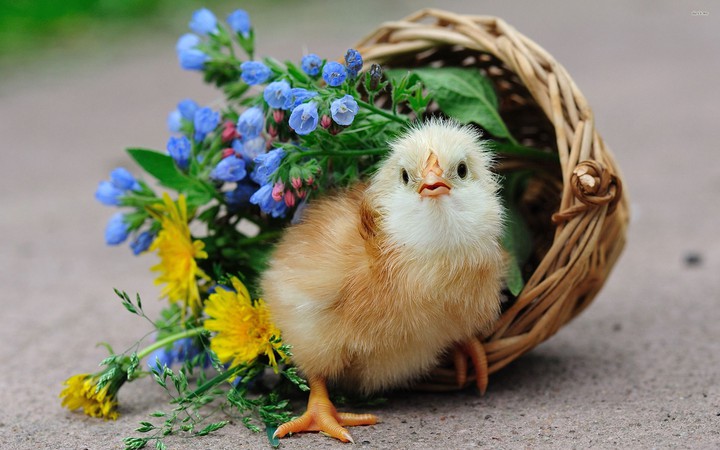 Bird