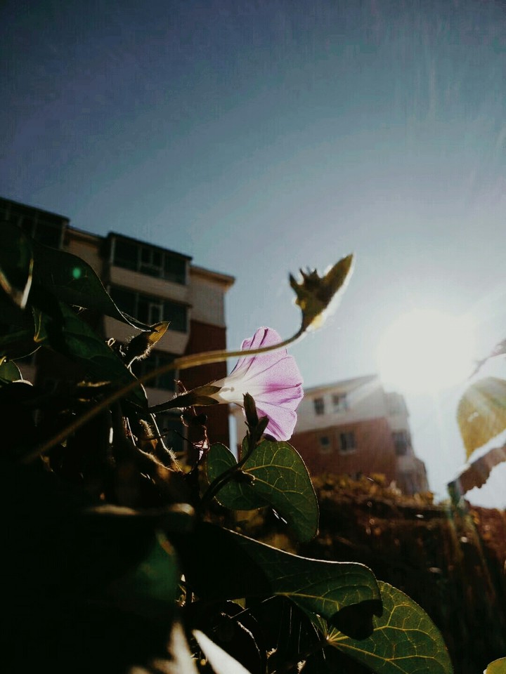 牵牛花