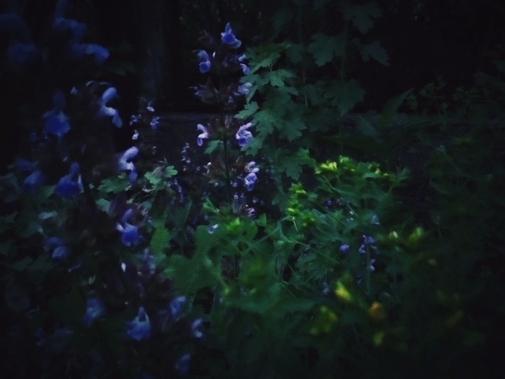 Ночной цветок√2/ Night flower √2