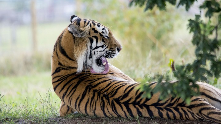 tiger