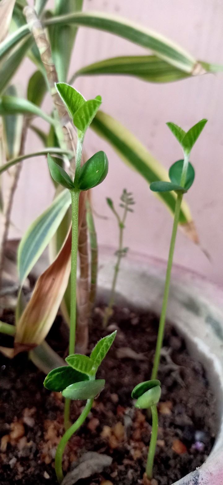 Germination