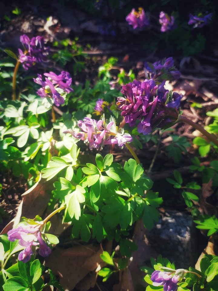 spring