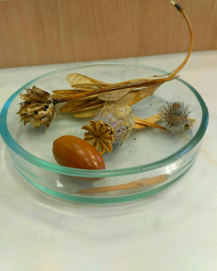 botany