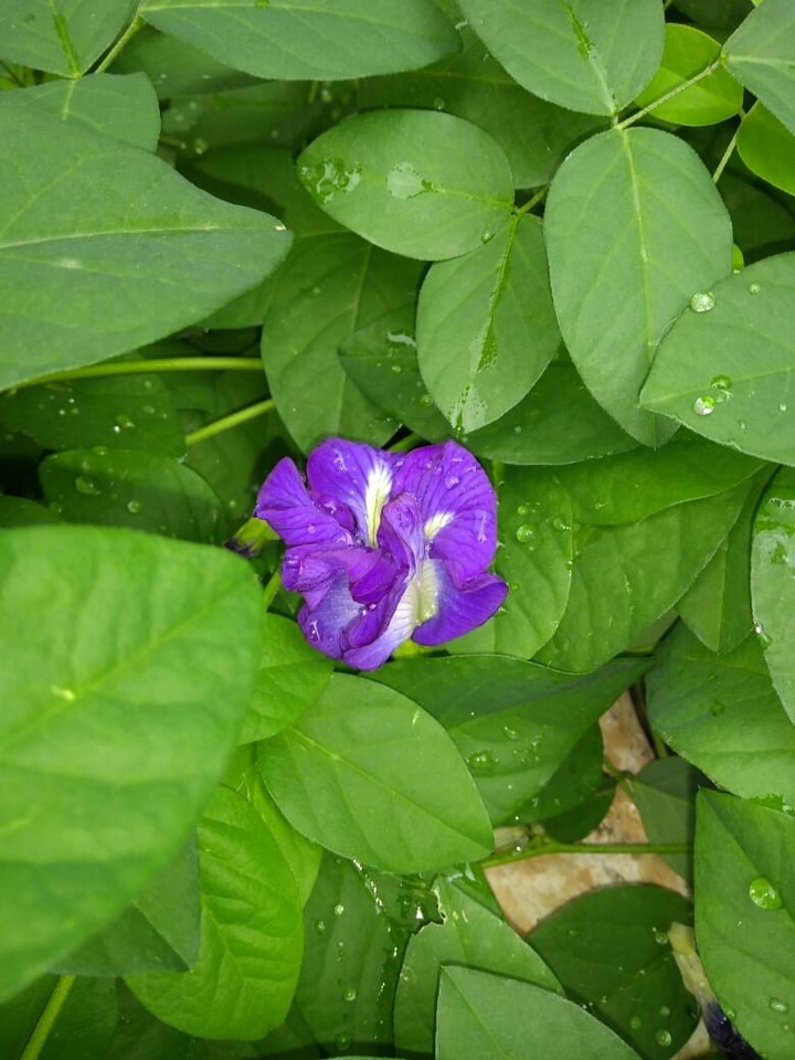 Gokarn