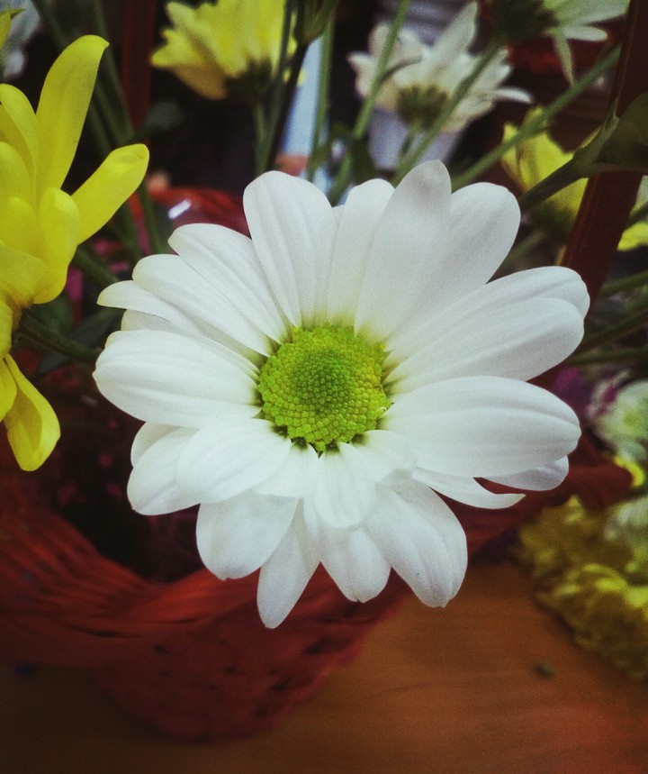 flower))