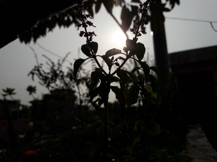 Nature