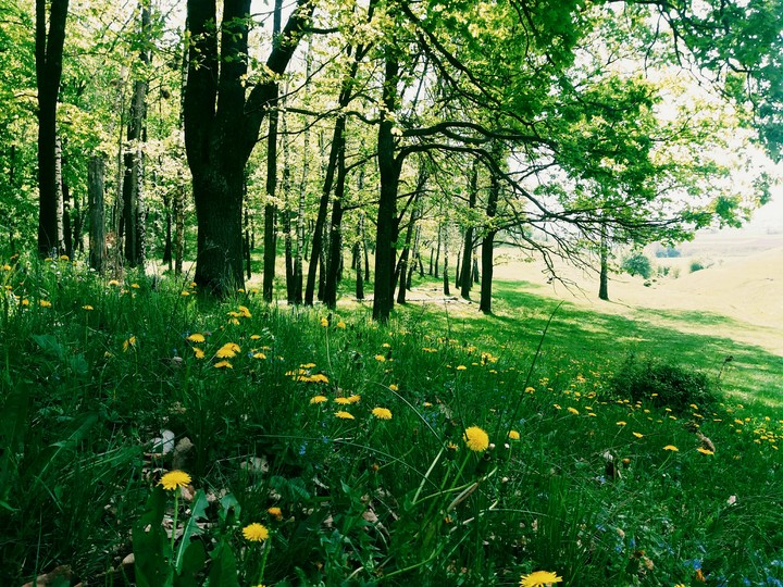 forest