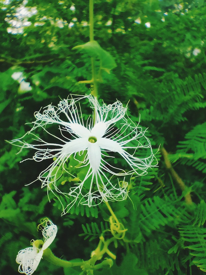 elegant white