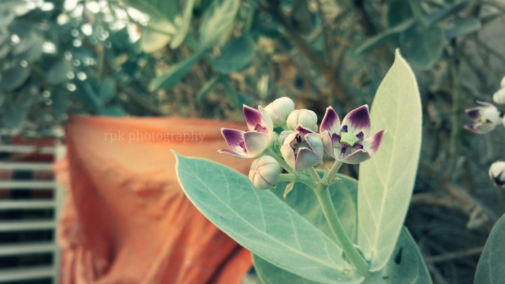 rpk photography