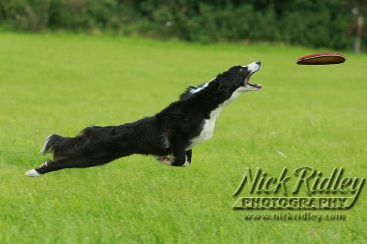 If It's Not A Broder Collie It's Just A Dog