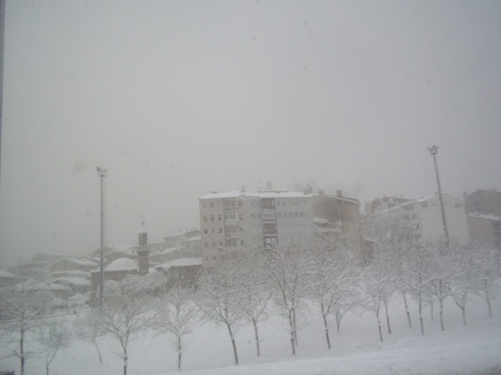Ağaçların Güzellikleri
