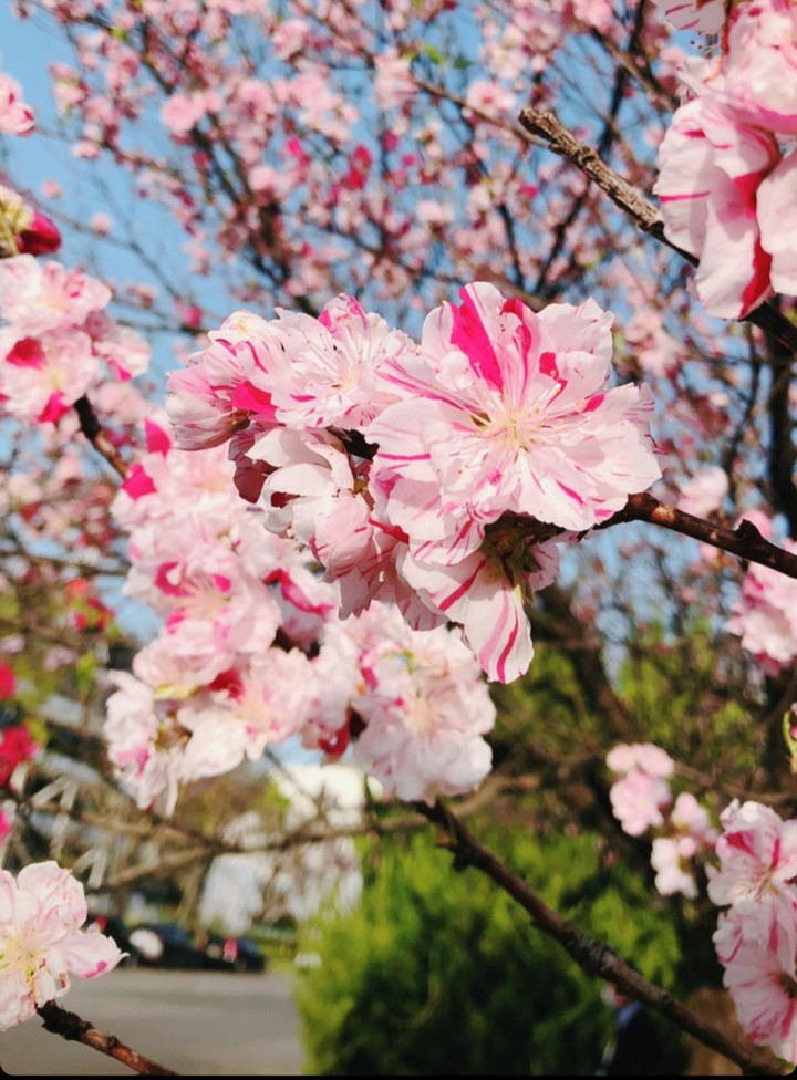 sakura