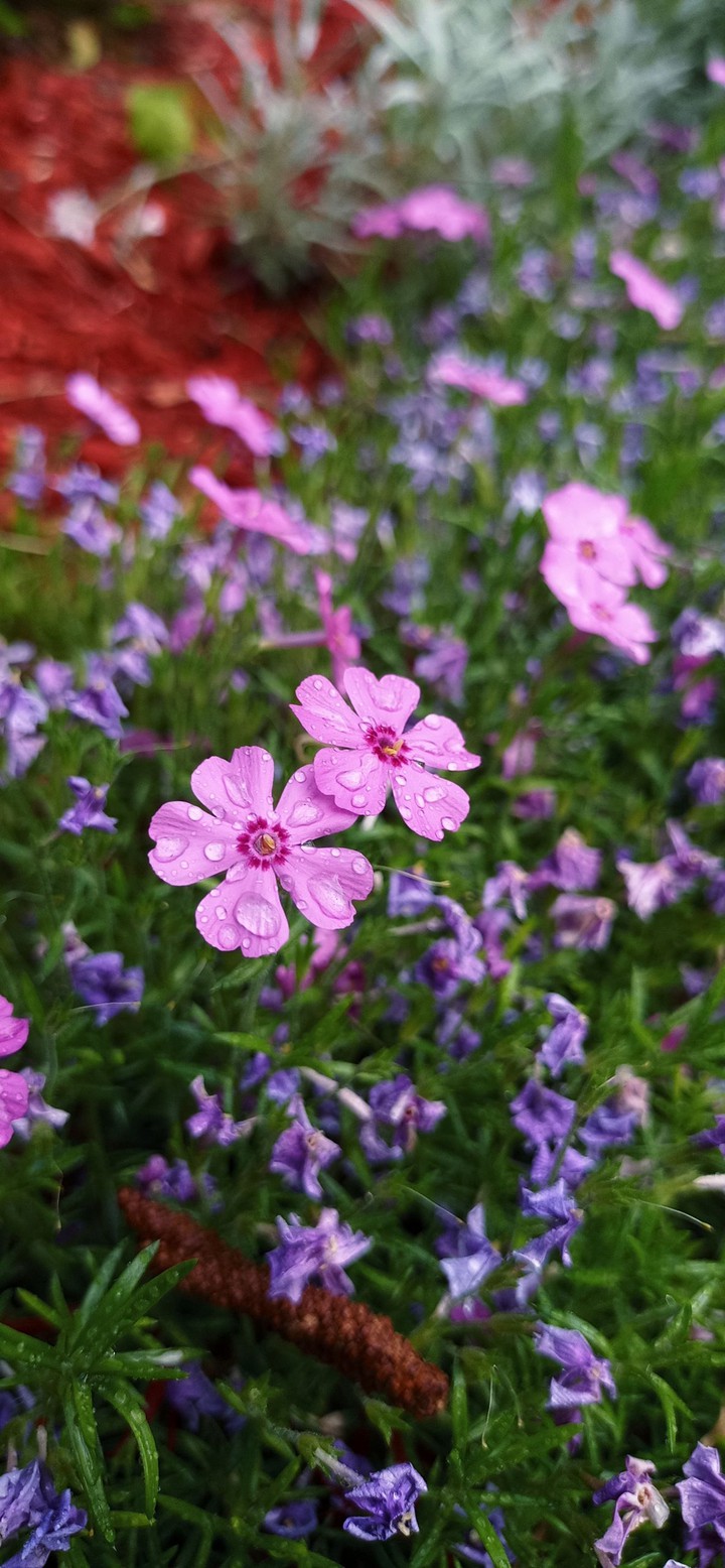 raindrops on flower 2