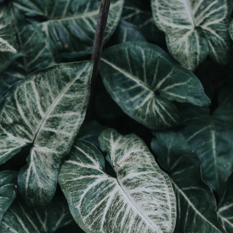 anthurium, xanthosoma壁纸