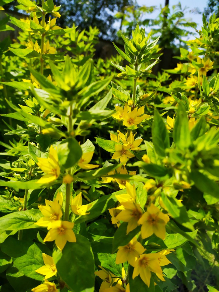 flowers