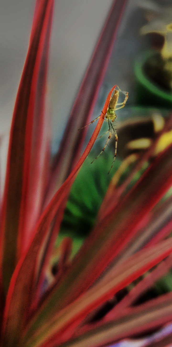 very small insect