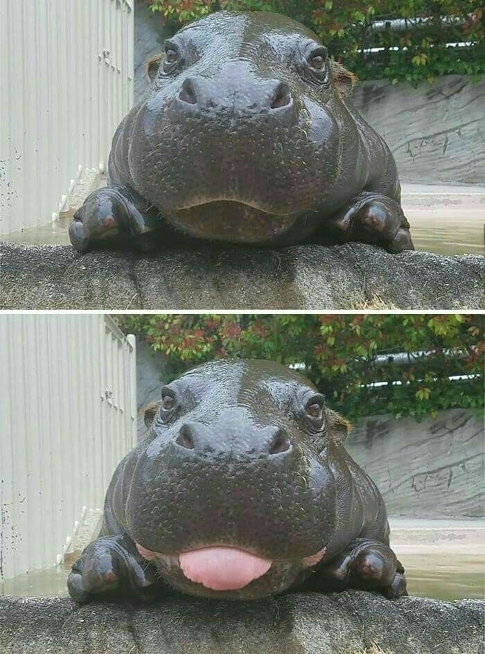 Baby hippo