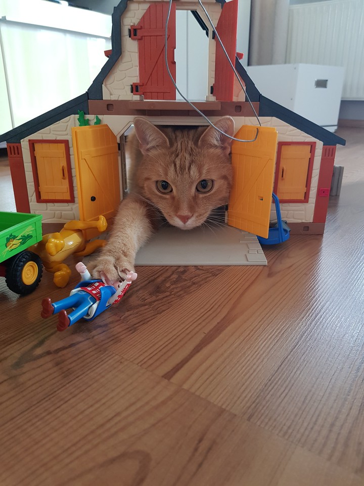 Cat