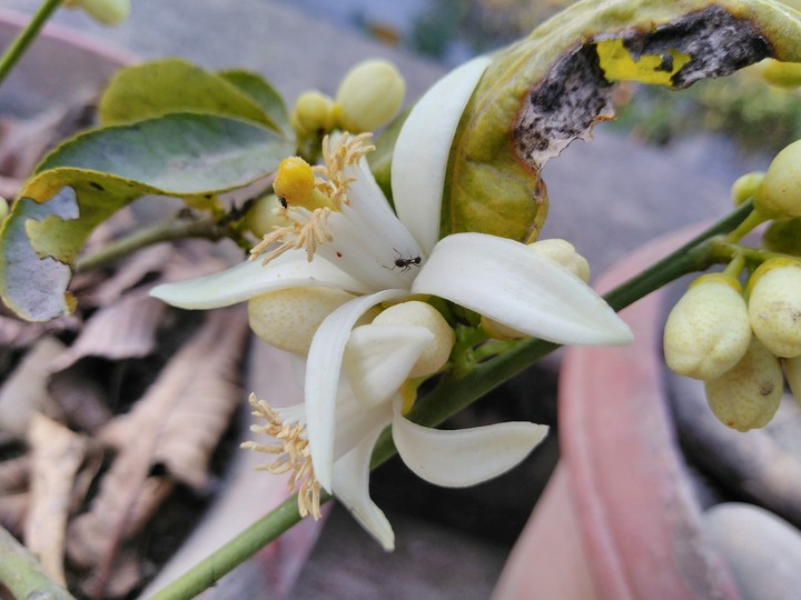 Orange flower with ant.
