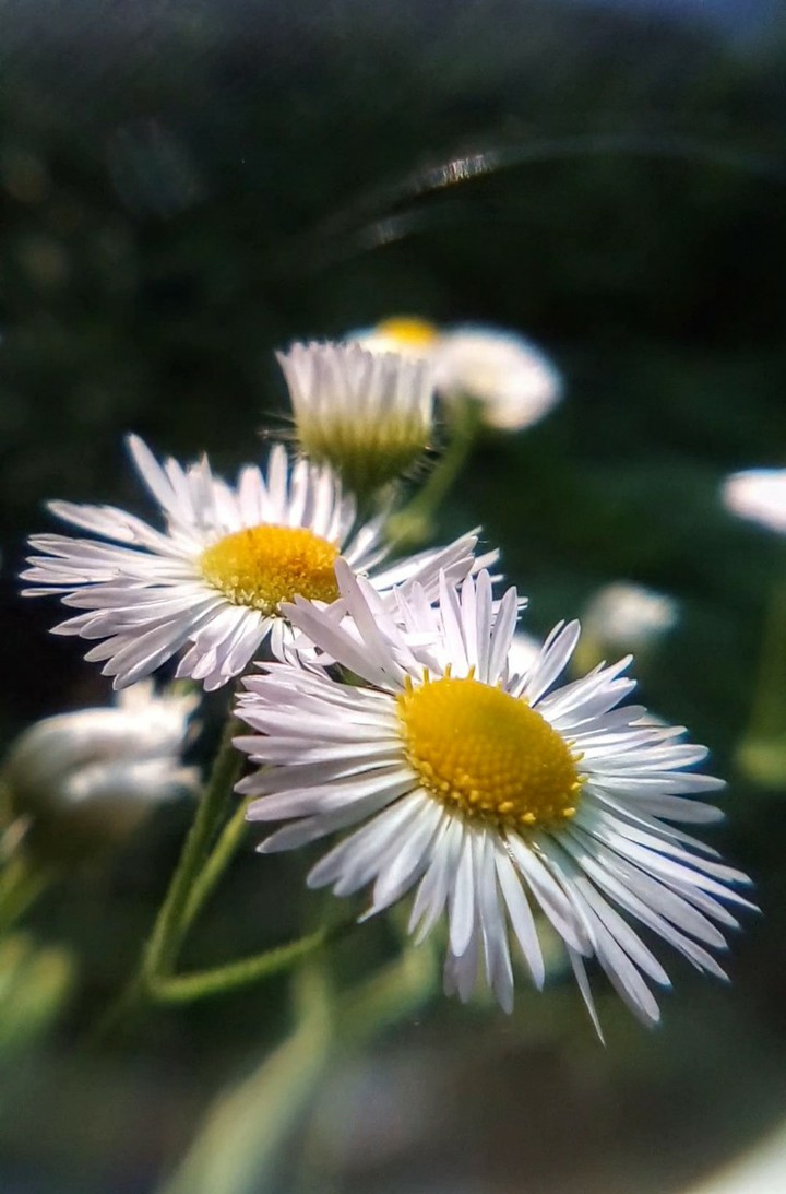 cute daisies