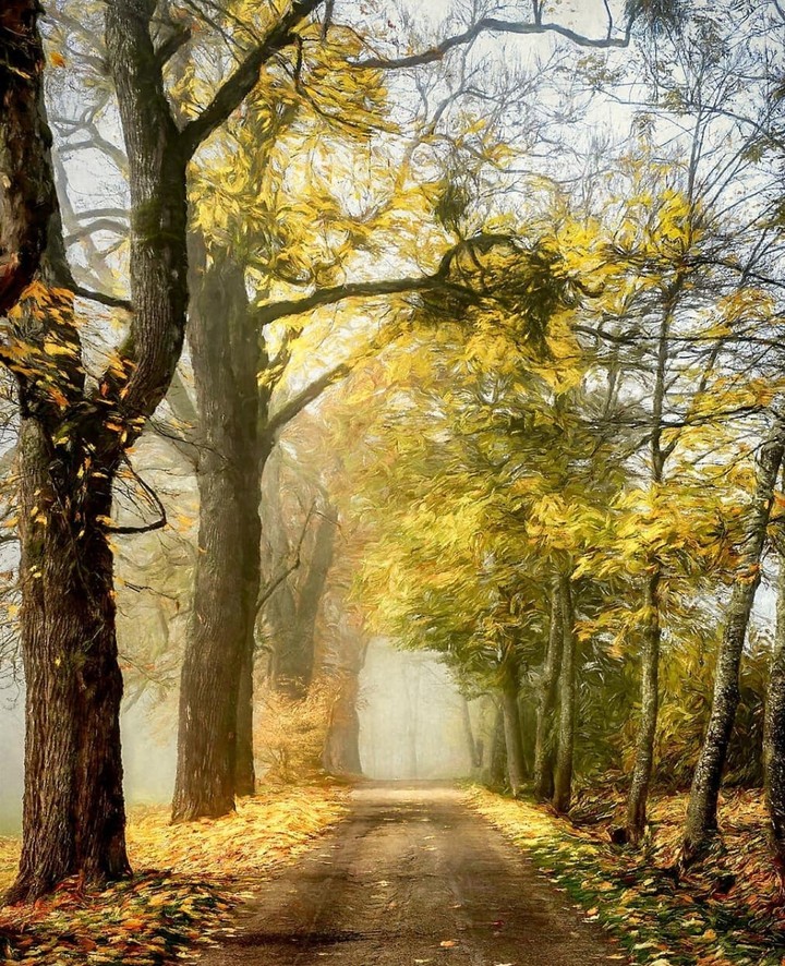 beautiful forest...