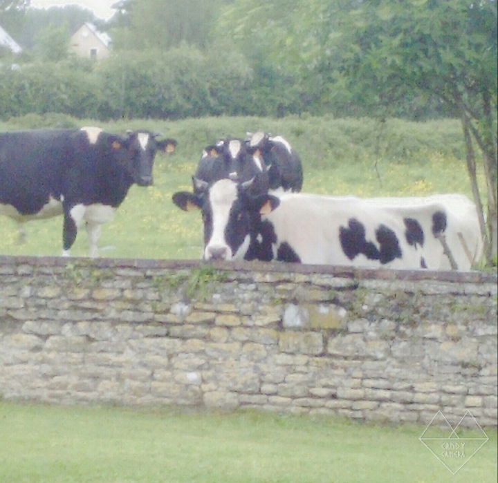 La Vache 