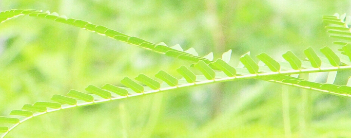 my mobile camera