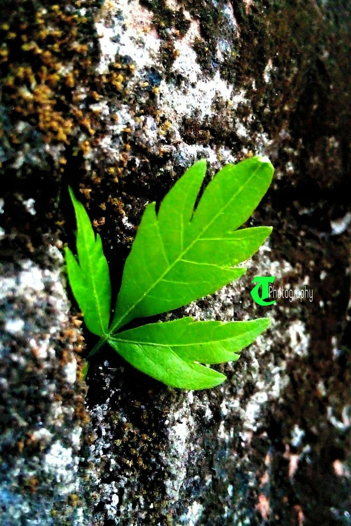 leaf