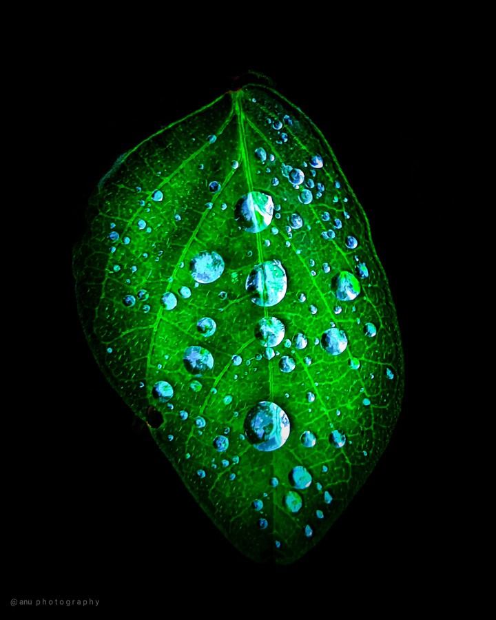 leaf