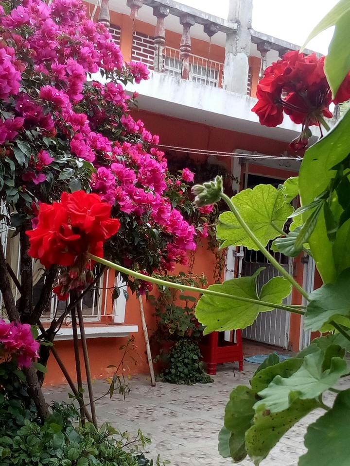 en el jardín