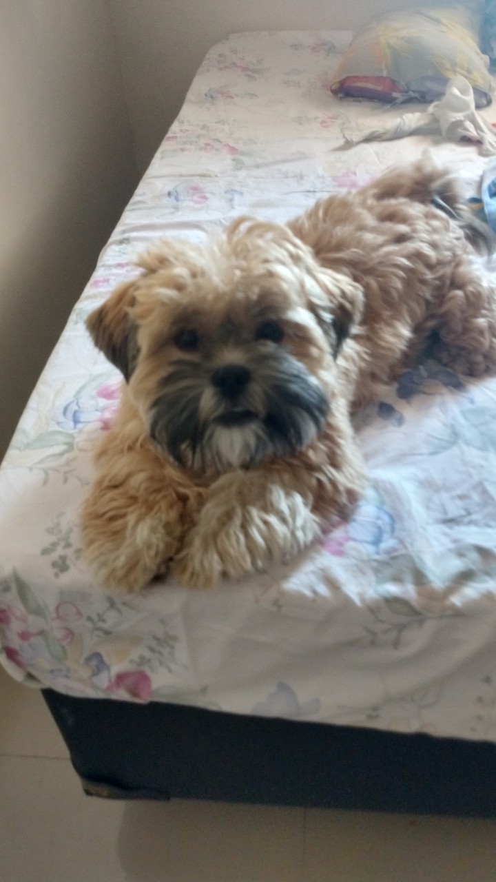 Dog