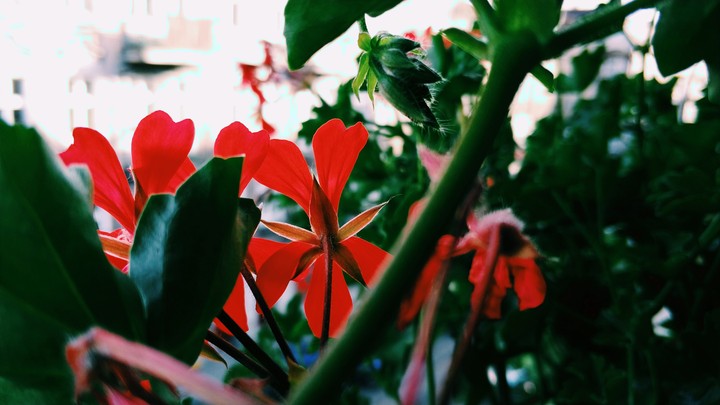 Flowers