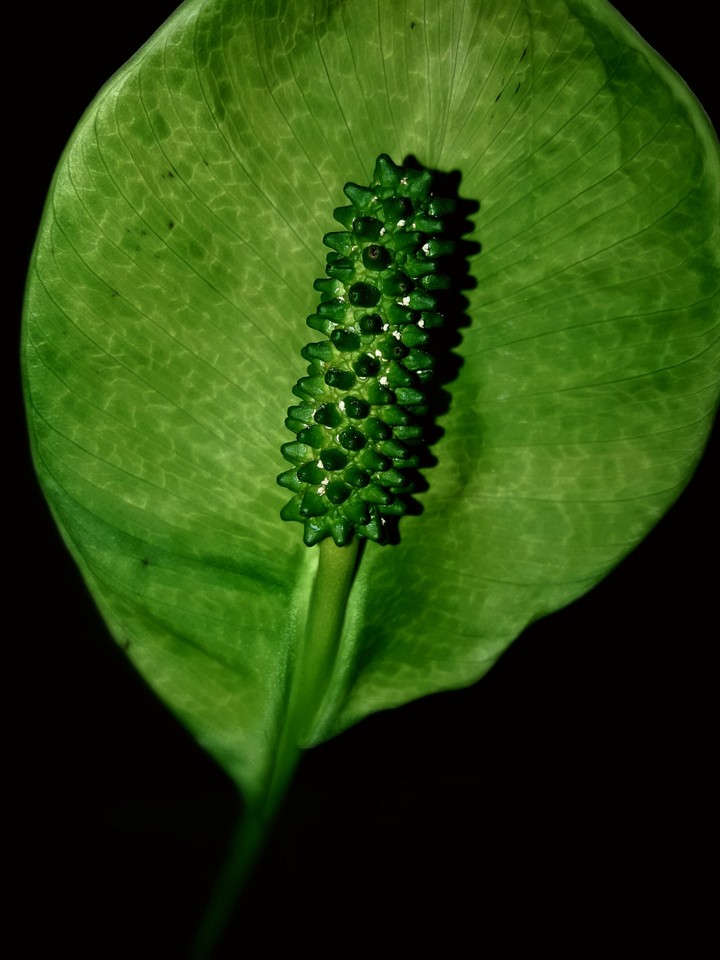 green flower