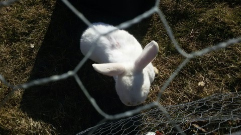 dienstag, rabbit Hintergrundbilder