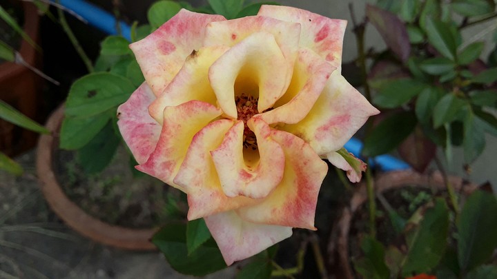 ROSE