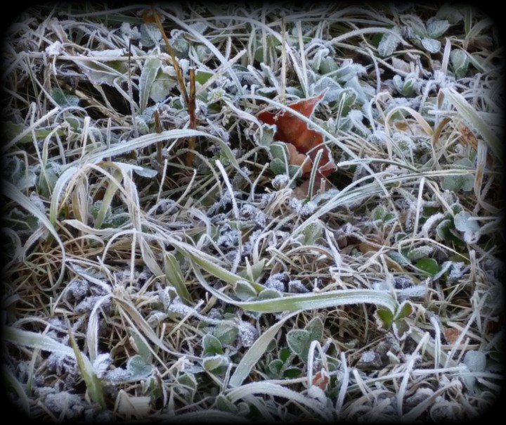 frost