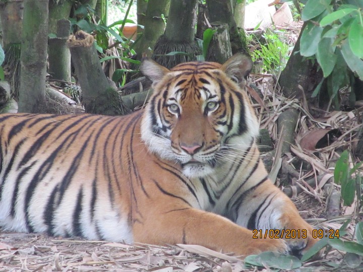 Royal Bengal Tiger
