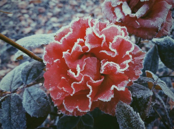 Rose