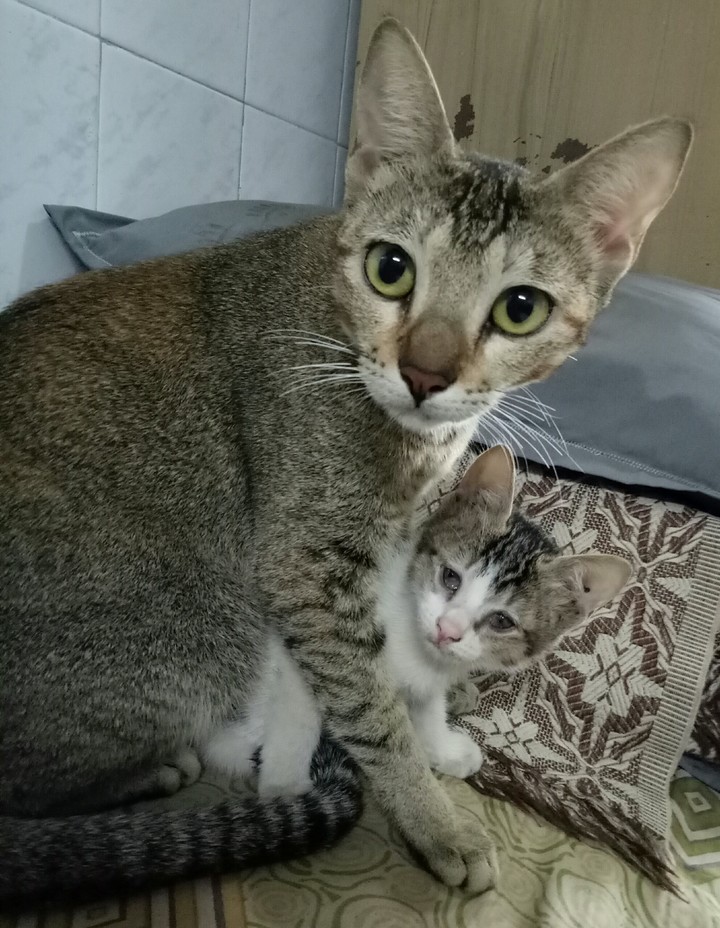 cats