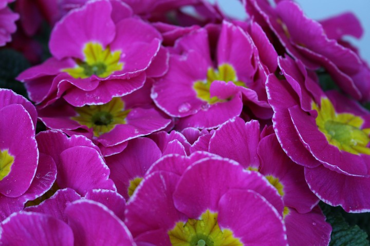 pink flower