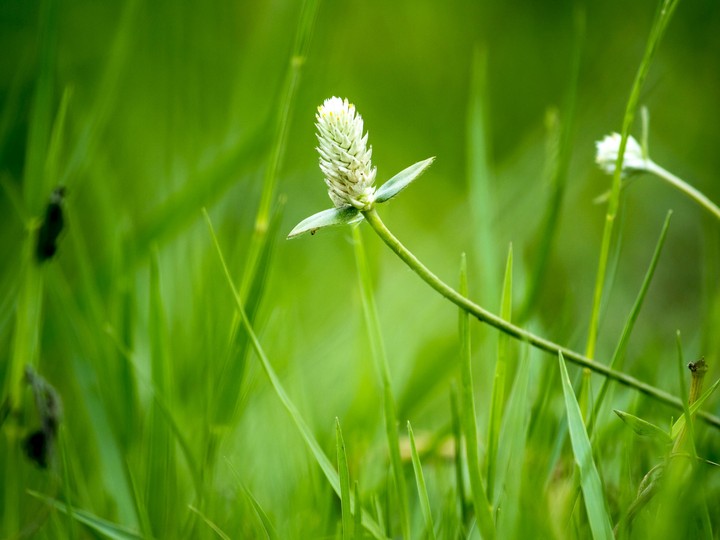 Grass flower