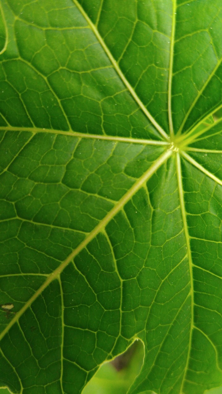Folha verde